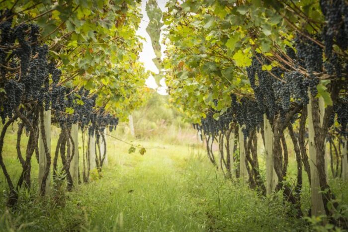 A close up on a grape plantation just before harvesting season. scaled