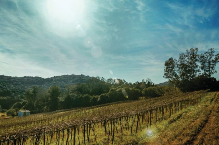 Rural landscape with leafless grapevines aside a pathway and sunlight in a vineyard near Bento Gonçalves. A friendly country town in southern Brazil famous for its wi scaled