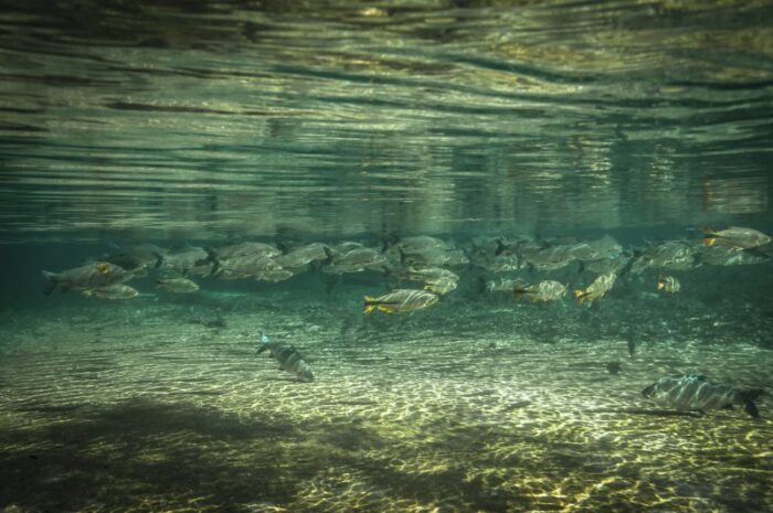 As águas cristalinas de Bonito Mato Grosso do Su