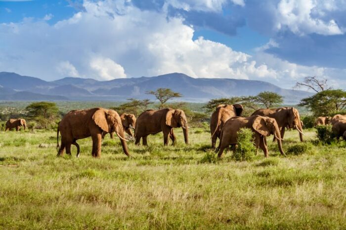 Manada de elefantes na savana africana