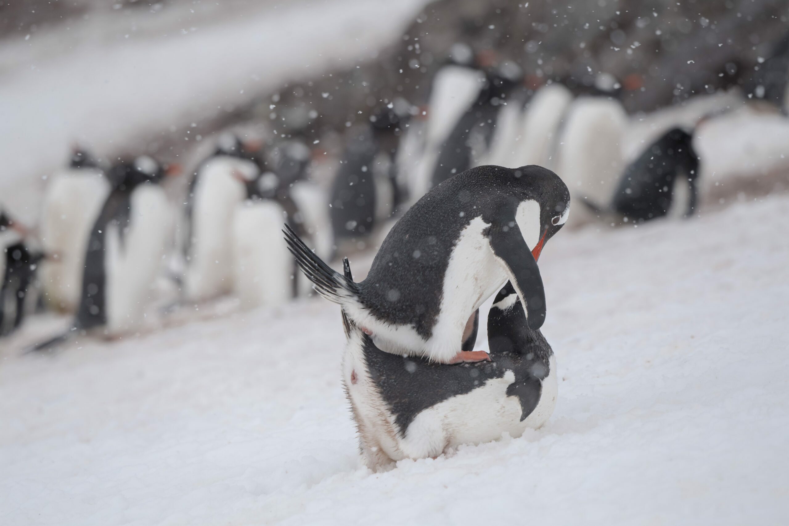 vida selvagem Península antártica