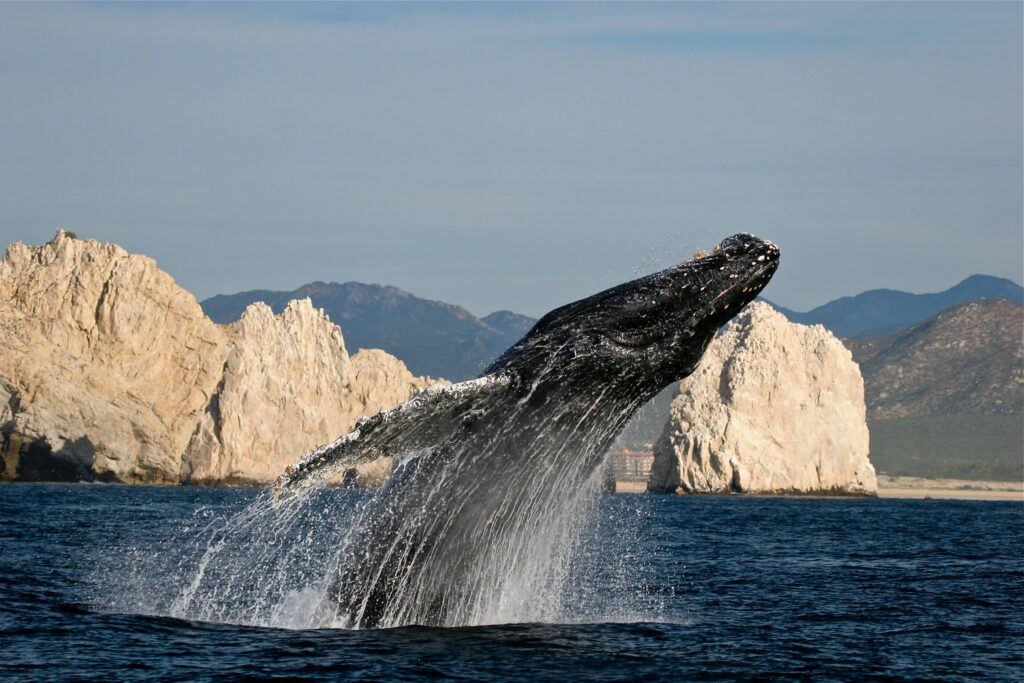 los cabos baleia