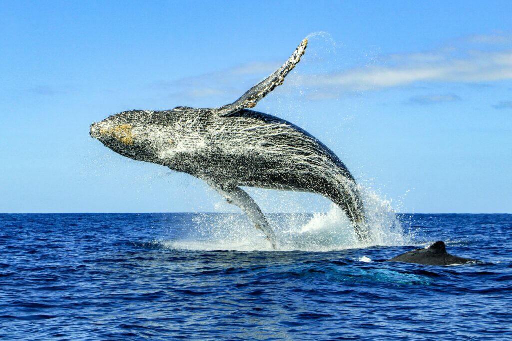 Cabo San Lucas