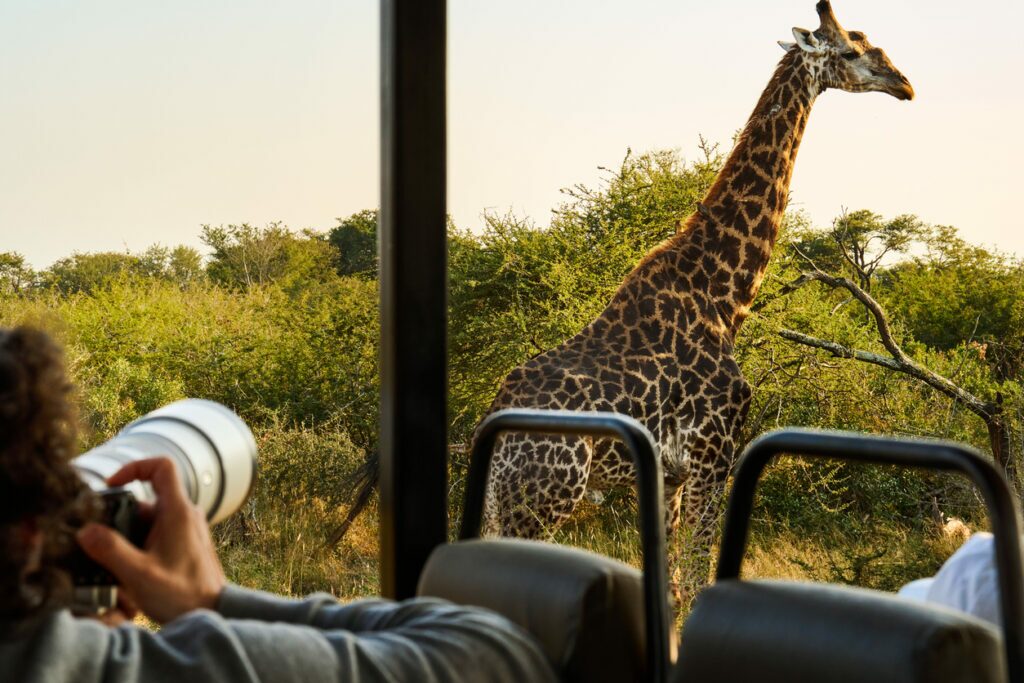 África: safári fotográfico - Artsy